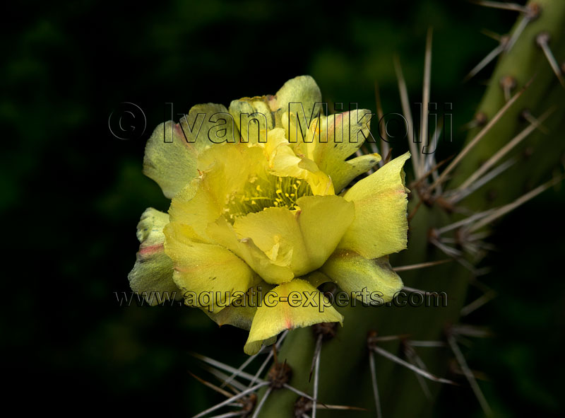 Opuntia caracasana